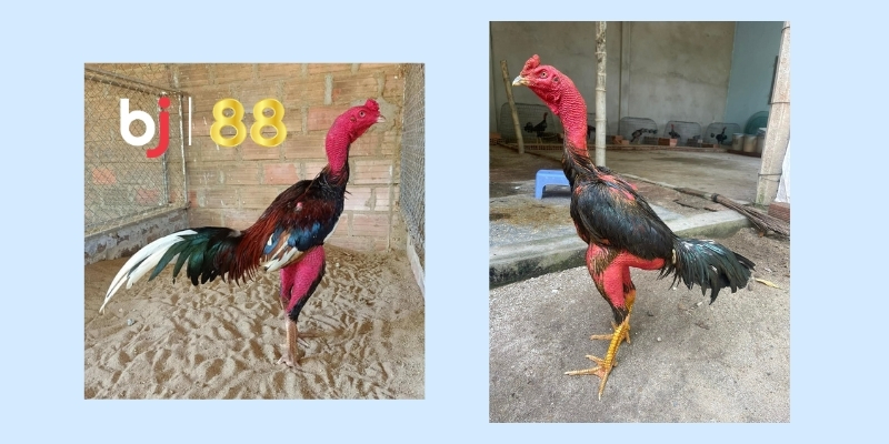Gà chọi Bình Định trong văn hóa người dân miền Trung