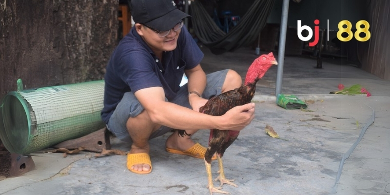 Kỹ Thuật Nuôi Gà Chọi A-Z Hướng Dẫn Chi Tiết Từ Chuyên Gia 4 Dinh dưỡng "vàng" cho gà chọi