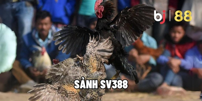 Sảnh SV388 – Điểm Đến Lý Tưởng Cho Dân Cược Đá Gà