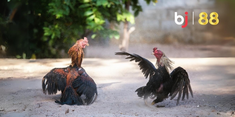 Bí quyết nâng cao trải nghiệm khi xem trực tiếp đá gà Thomo hôm nay